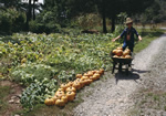 CowboyPumpkins