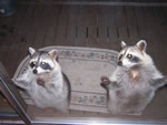 coons