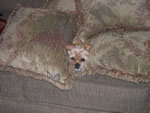 gidget1